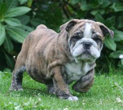Cachorros de raza bulldog Ingles para la venta del criadero Nutibara Bulldogs


            


            