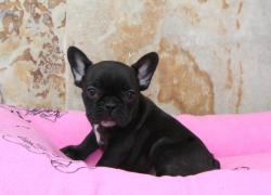             
cachorra bulldog frances
cachorra bulldog frances 
            


            


            