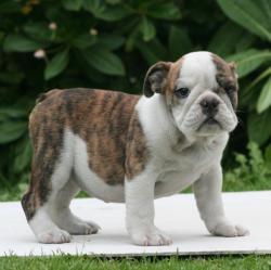 cachorros de bulldog ingles para la venta del criadero nutibara bulldogs


            


            