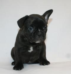 cachorro de Bulldog frances para la venta

            


            