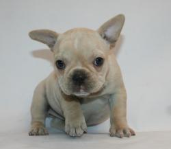 Cachorros de Bulldog frances para la venta del criadero Nutibara Bulldogs


            


            