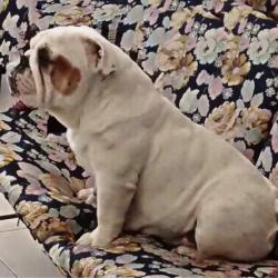 Click sobre la imagen para ampliarla