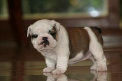             
Cachorros de Bulldog Ingles para la venta

            


            


            