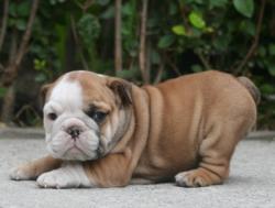 Click sobre la imagen para ampliarla