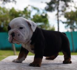 Click sobre la imagen para ampliarla