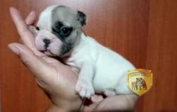 Click sobre la imagen para ampliarla