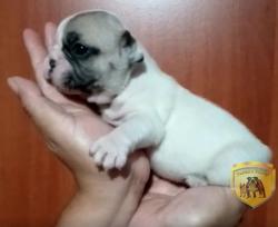 Click sobre la imagen para ampliarla