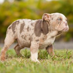 Click sobre la imagen para ampliarla