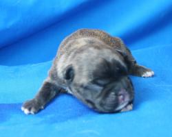 Click sobre la imagen para ampliarla