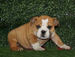 Click sobre la imagen para ampliarla