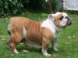 bulldog