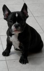 cachorro frances brindle and white

            


            