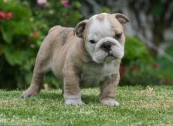 Ejemplar puro de raza Bulldog Ingles registrados disponibles para la venta

            


            