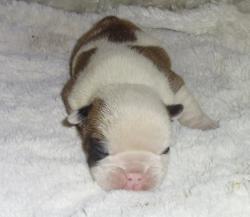 Click sobre la imagen para ampliarla