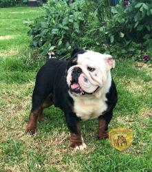 Click sobre la imagen para ampliarla