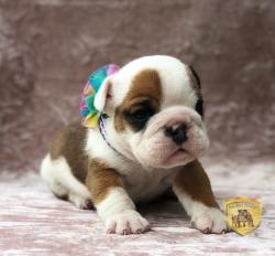 Click sobre la imagen para ampliarla