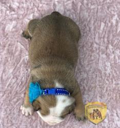 Click sobre la imagen para ampliarla