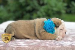 Click sobre la imagen para ampliarla