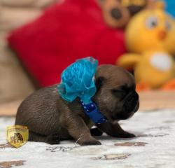 Click sobre la imagen para ampliarla