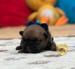 Click sobre la imagen para ampliarla