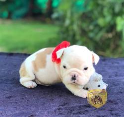 Click sobre la imagen para ampliarla