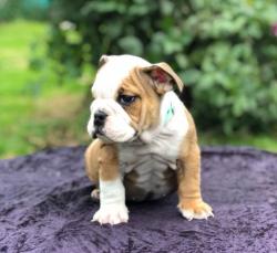 Click sobre la imagen para ampliarla