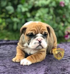 Click sobre la imagen para ampliarla