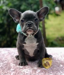 Click sobre la imagen para ampliarla