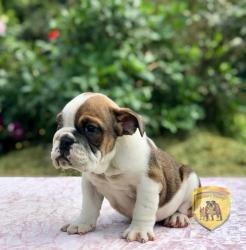 Click sobre la imagen para ampliarla