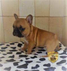 Click sobre la imagen para ampliarla