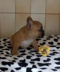 Click sobre la imagen para ampliarla