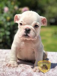 Click sobre la imagen para ampliarla