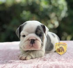 Click sobre la imagen para ampliarla