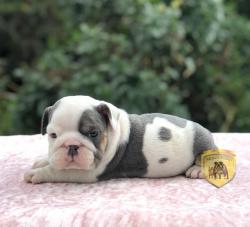 Click sobre la imagen para ampliarla