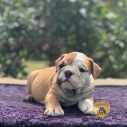 Click sobre la imagen para ampliarla