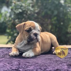 Click sobre la imagen para ampliarla