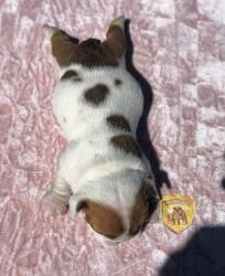 Click sobre la imagen para ampliarla