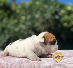 Click sobre la imagen para ampliarla