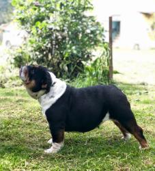 Click sobre la imagen para ampliarla