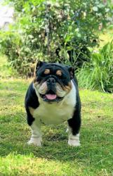 Click sobre la imagen para ampliarla