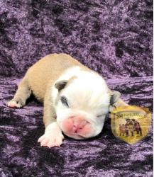 Click sobre la imagen para ampliarla