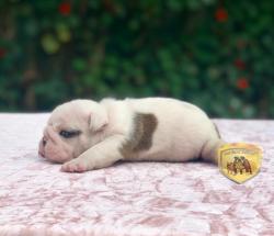 Click sobre la imagen para ampliarla