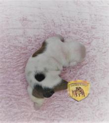 Click sobre la imagen para ampliarla