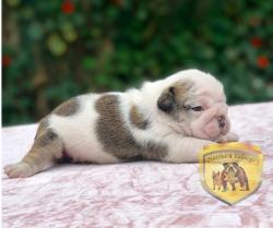 Click sobre la imagen para ampliarla