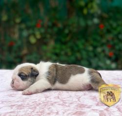 Click sobre la imagen para ampliarla