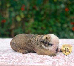 Click sobre la imagen para ampliarla