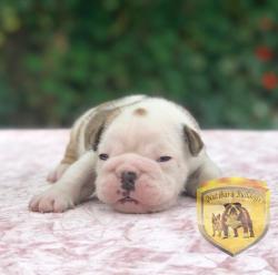 Click sobre la imagen para ampliarla