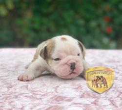 Click sobre la imagen para ampliarla