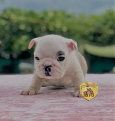 Click sobre la imagen para ampliarla