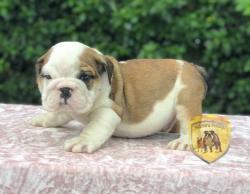 Click sobre la imagen para ampliarla